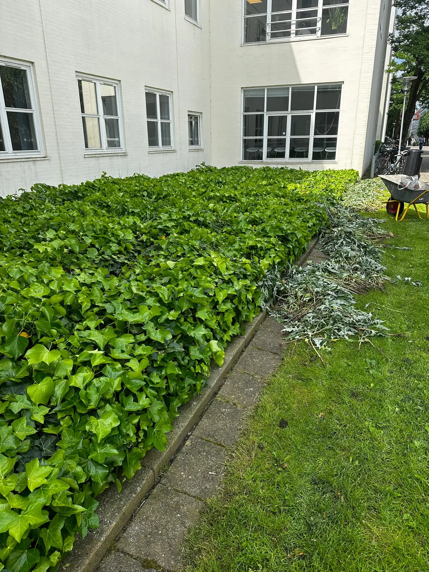 Bed med vedbend skåret rent langs en flisekant, afklip samlet i bunke og en trillebør bagved