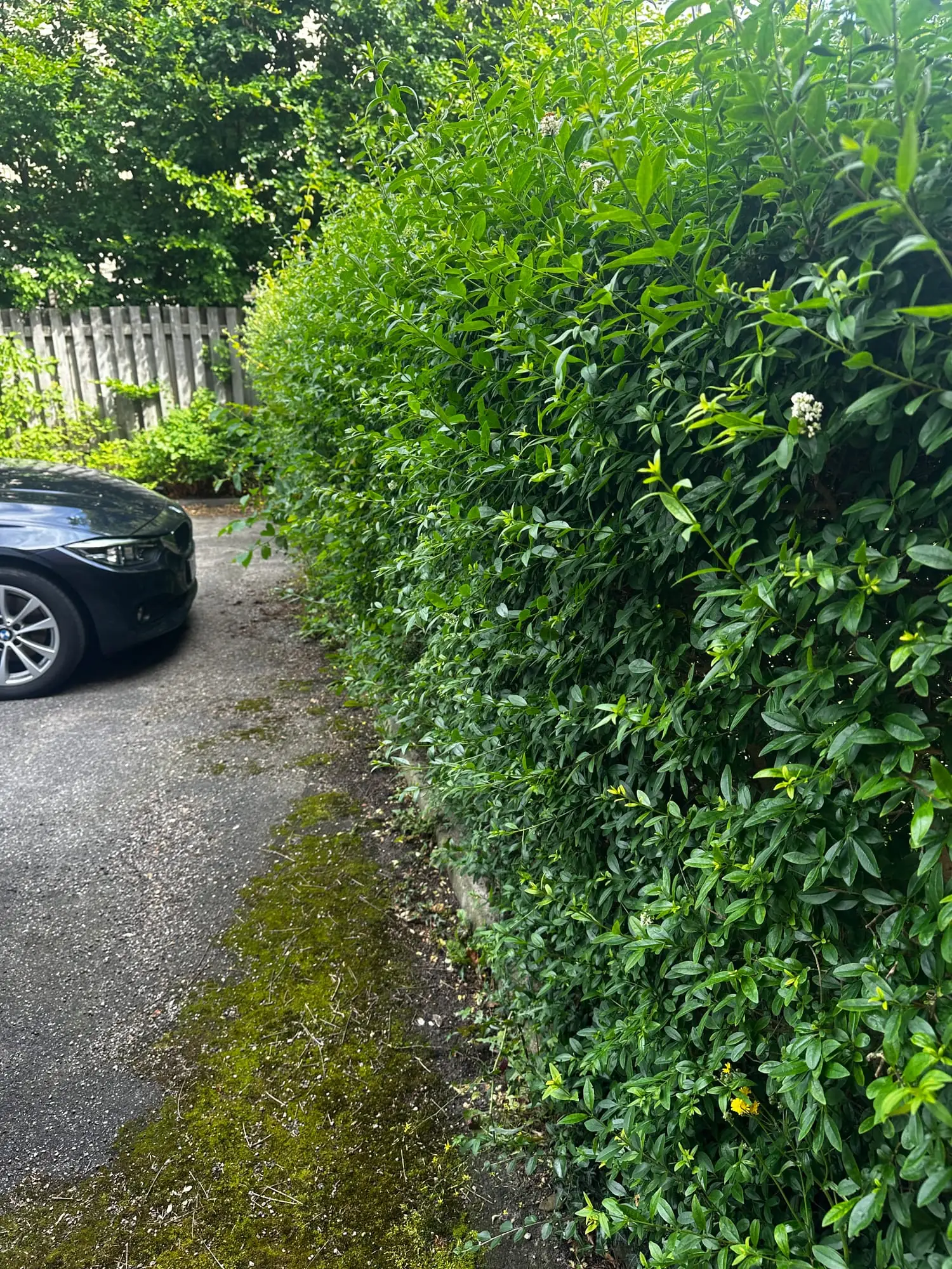 Bred, uklippet hæk langs en indkørsel med parkeret bil