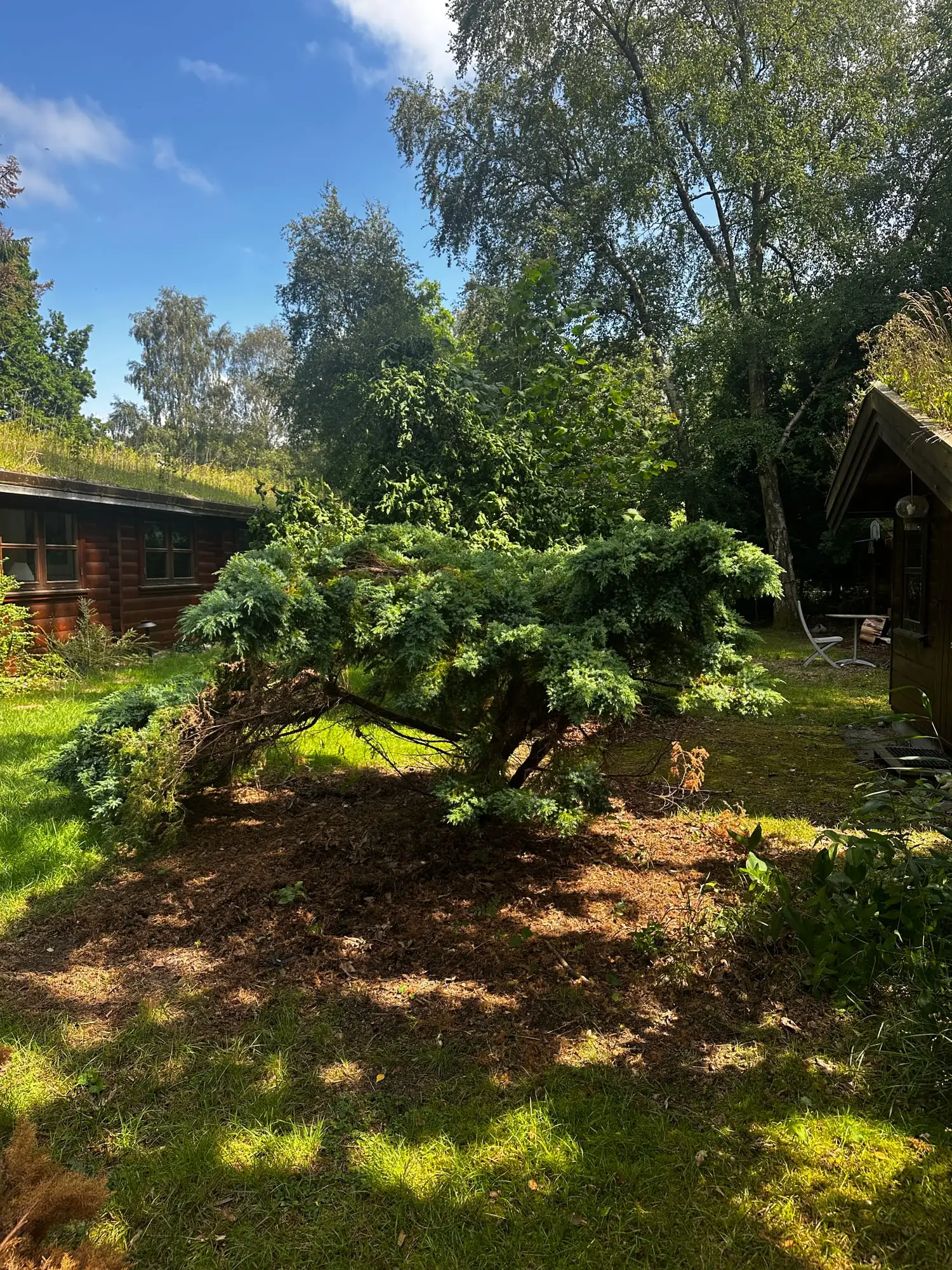 Samme nåletræ efter udrensning, hvor kun de grønne grene og stammen står tilbage